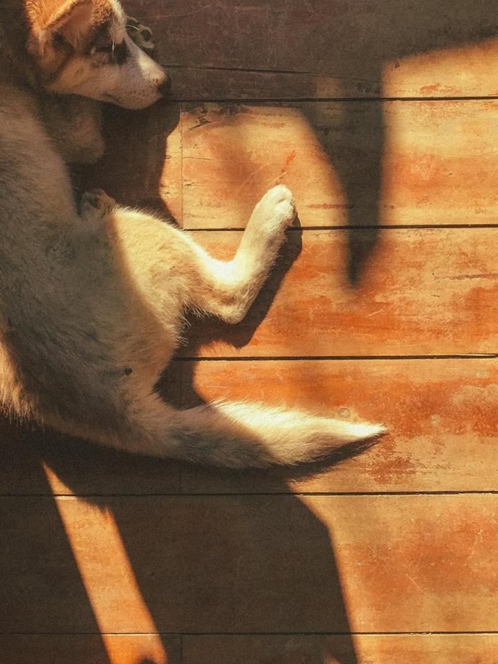 Utopia Eco Lodge Sa Pa Zewnętrze zdjęcie